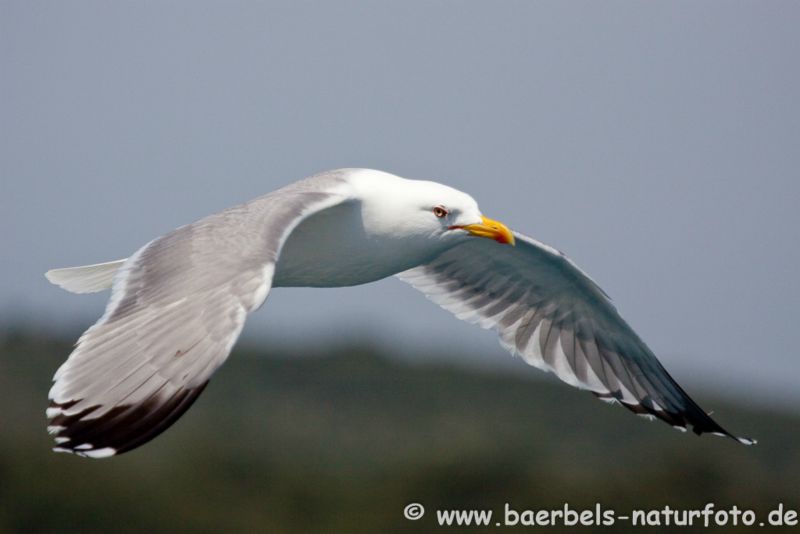 Silbermöwe im Flug