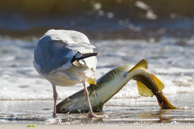 Silbermöwe mit Fisch
