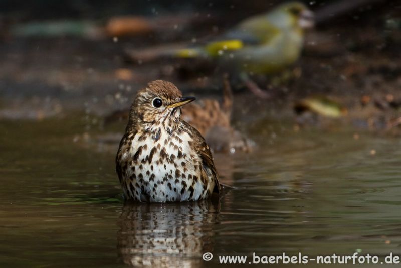 Singdrossel badet