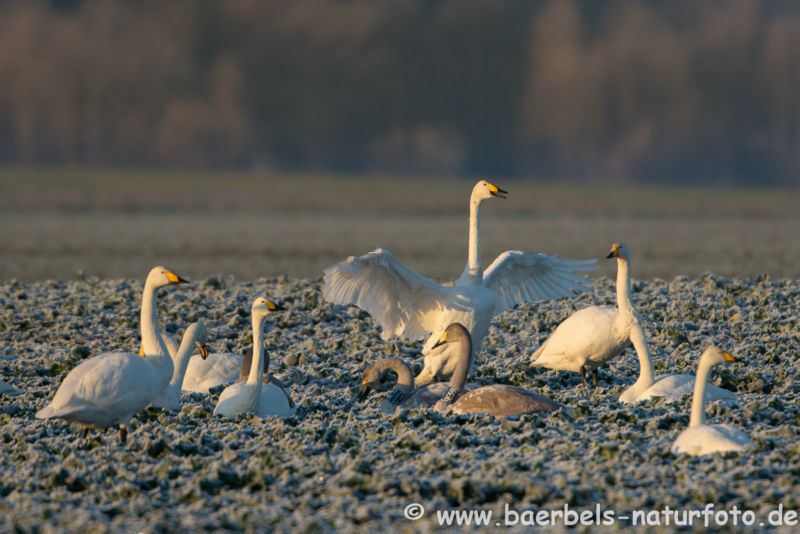 Singschwäne auf Feld