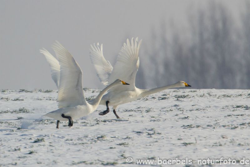 Singschwäne im Schnee