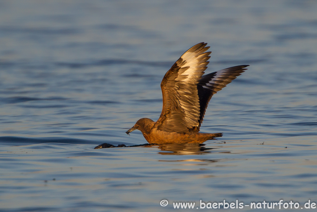 Skua auf Binnensee