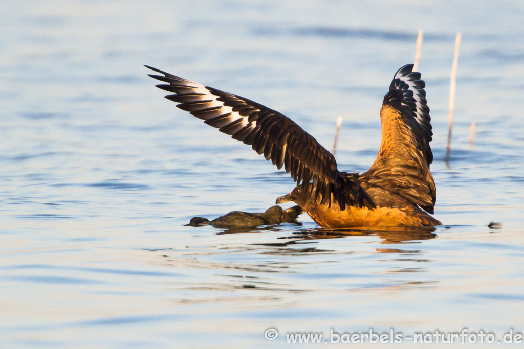 Skua mit toter Ralle