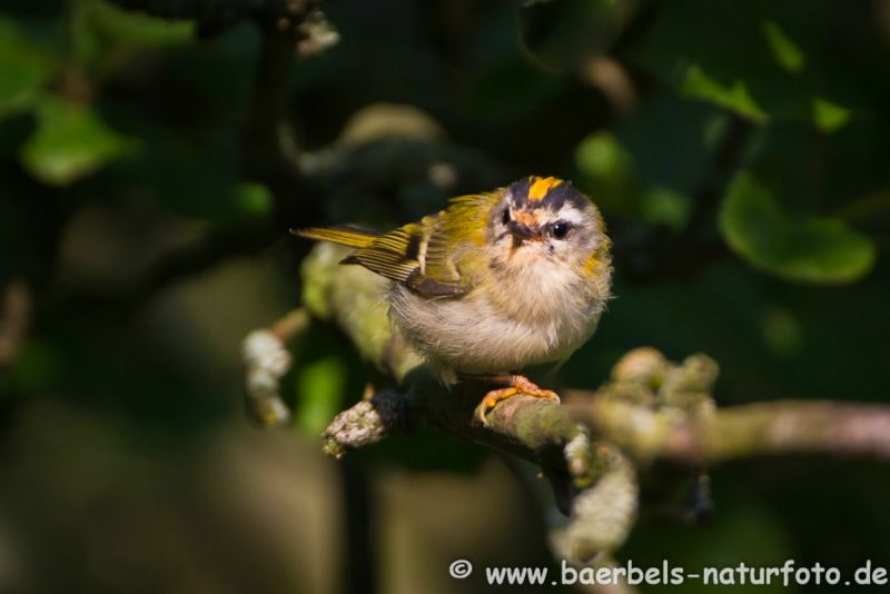 Sommergoldhähnchen