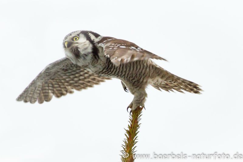 Sperbereule Abflug