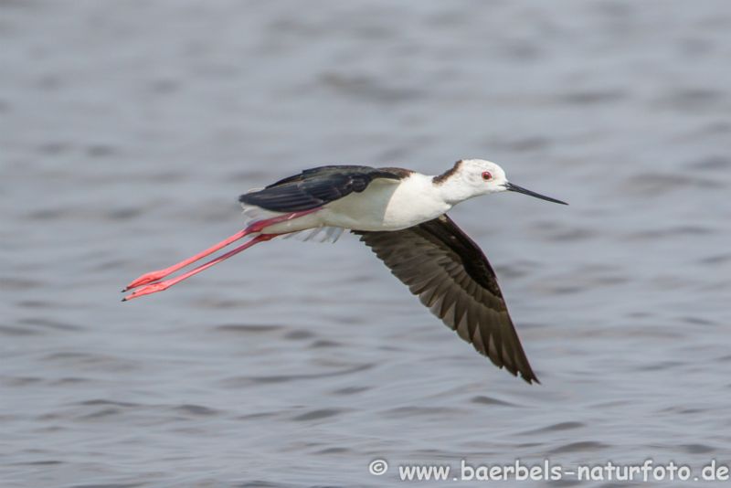 Stelzenläufer im Flug