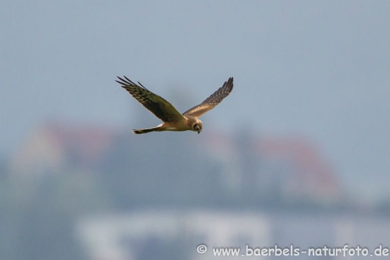 Steppenweihe im Flug