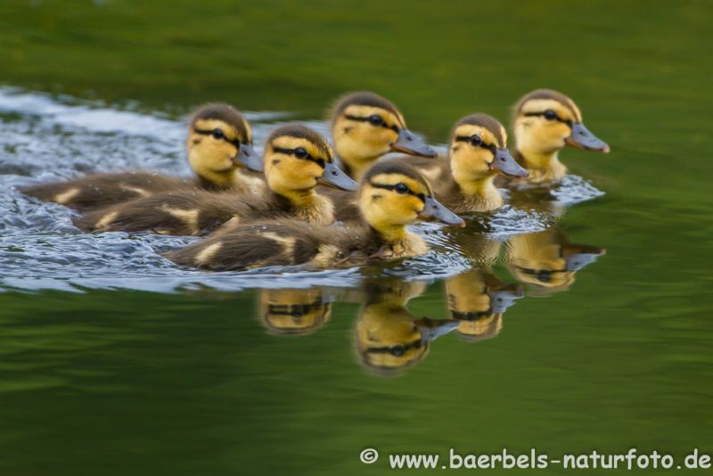 Stockente Pullus