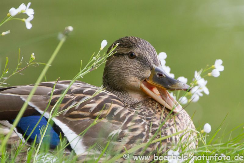 Stockente weibl.