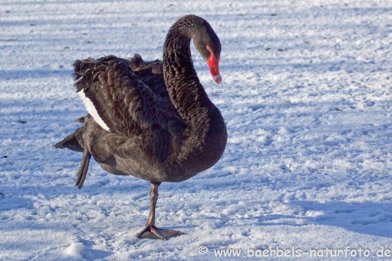 Trauerschwan im Schnee