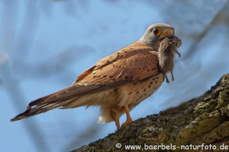 Turmfalke mit Maus