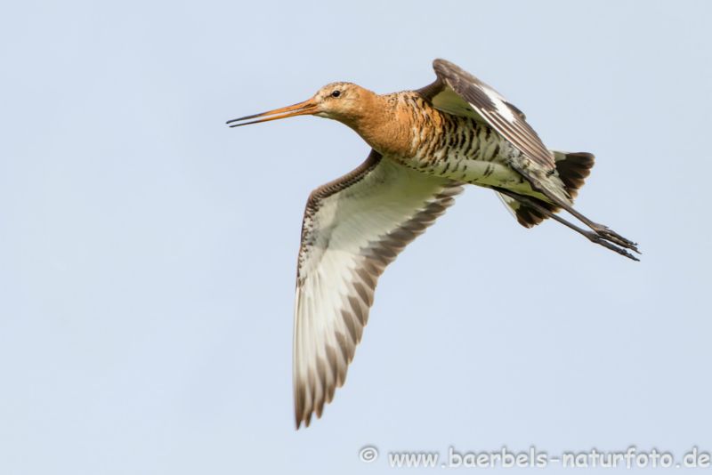 Uferschnepfe im Flug