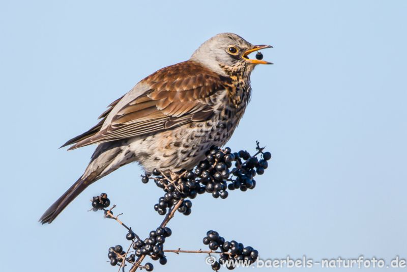 Wacholderdrossel holt Beeren