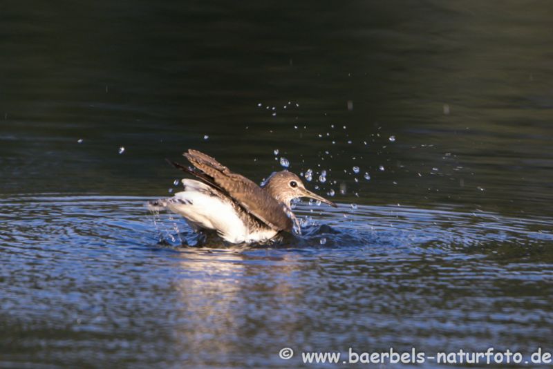 Waldwasserläufer badet