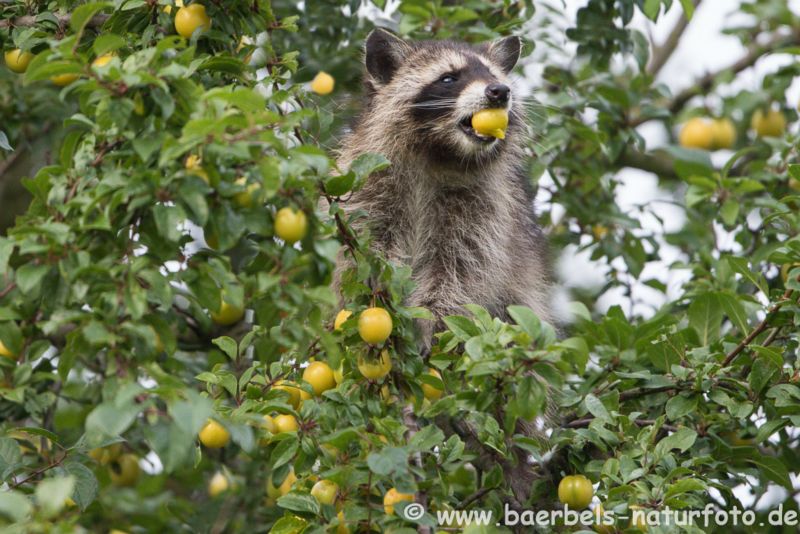 Waschbär frisst Spillinge am Baum