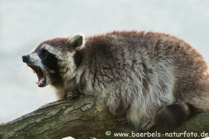 Waschbär gähnt