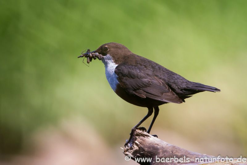 Wasseramsel mit Futter