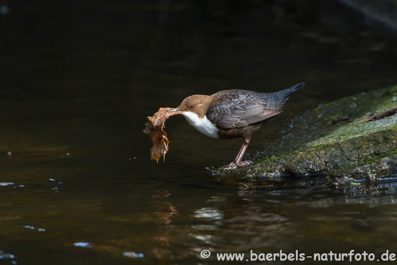 Wasseramsel mit Nistmaterial