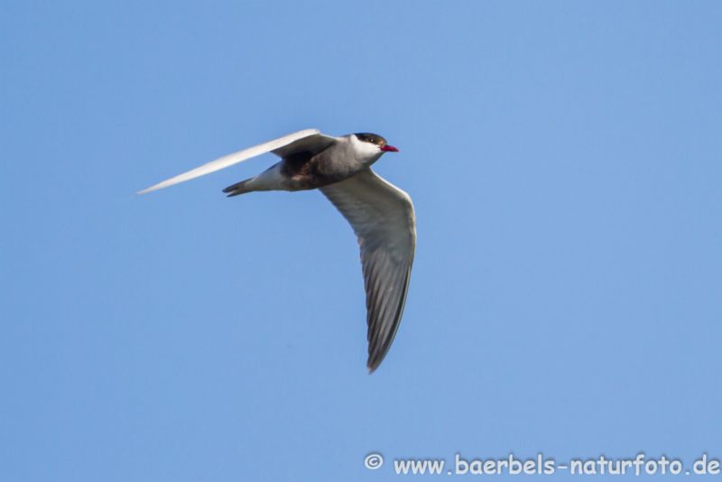 Weißbartseeschwalbe im Flug