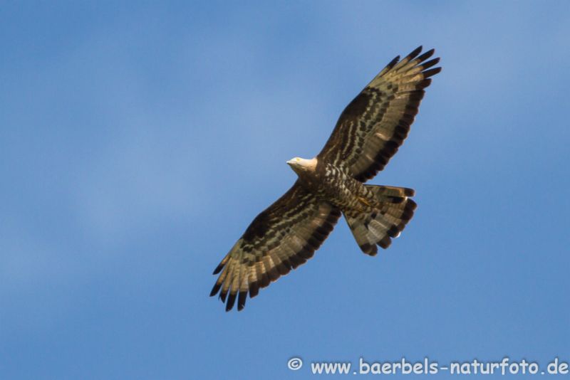 Wespenbussard im Flug