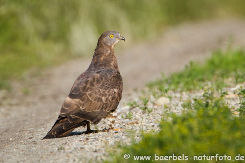 Wespenbussard zu Fuß