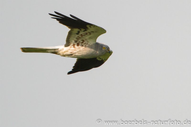 Wiesenweihe im Flug