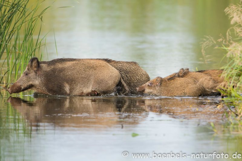 Wildschwein-Familie durchquert den Teich