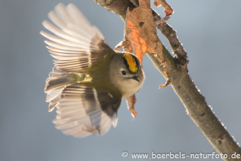 Wintergoldhähnchen Abflug