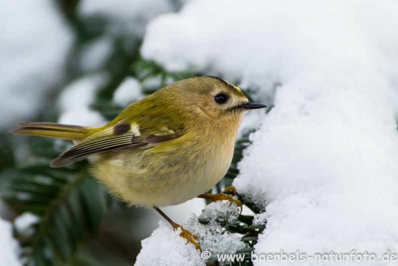 Wintergoldhähnchen im Schnee