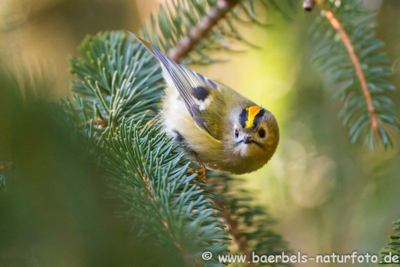 Wintergoldhähnchen