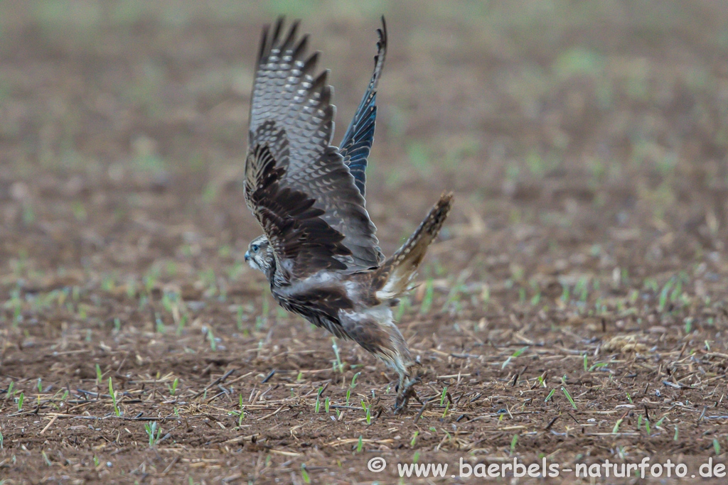Würgfalke Abflug