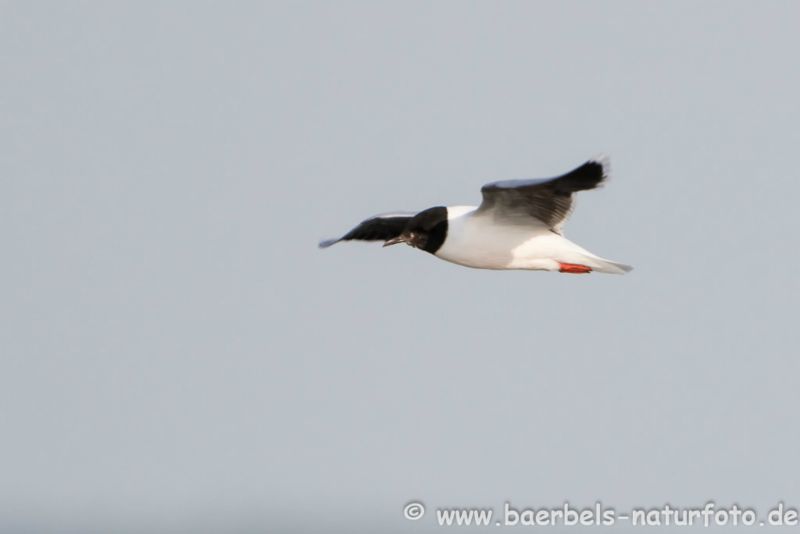 Zwergmöwe im Flug