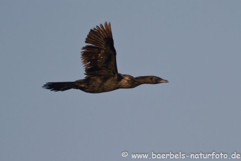 Zwergscharbe im Flug