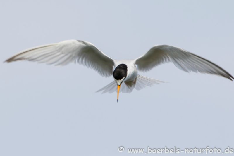 Zwergseeschwalbe im Flug