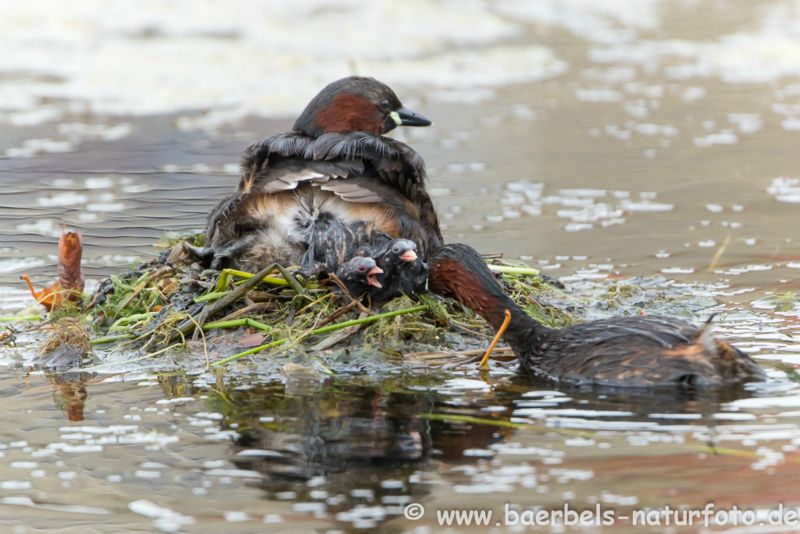 Zwergtaucher Nest