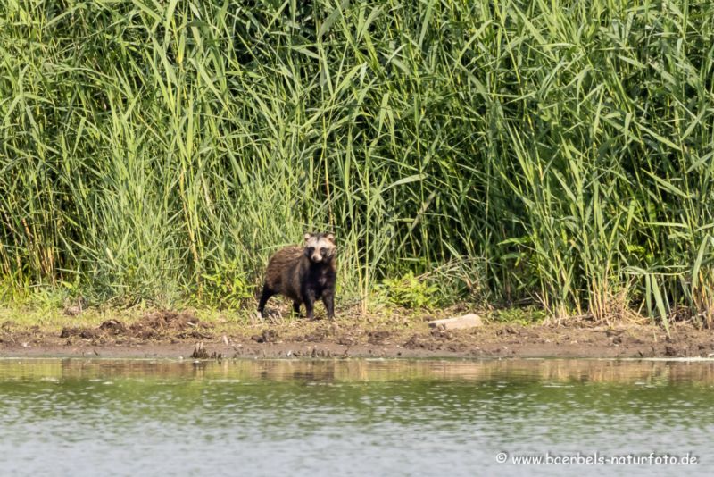 Marderhund am Wasser