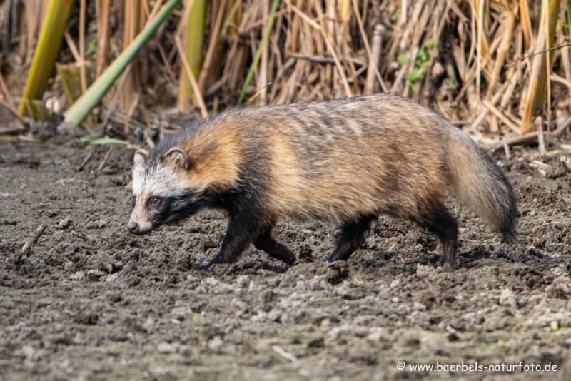 Marderhund am Schilf